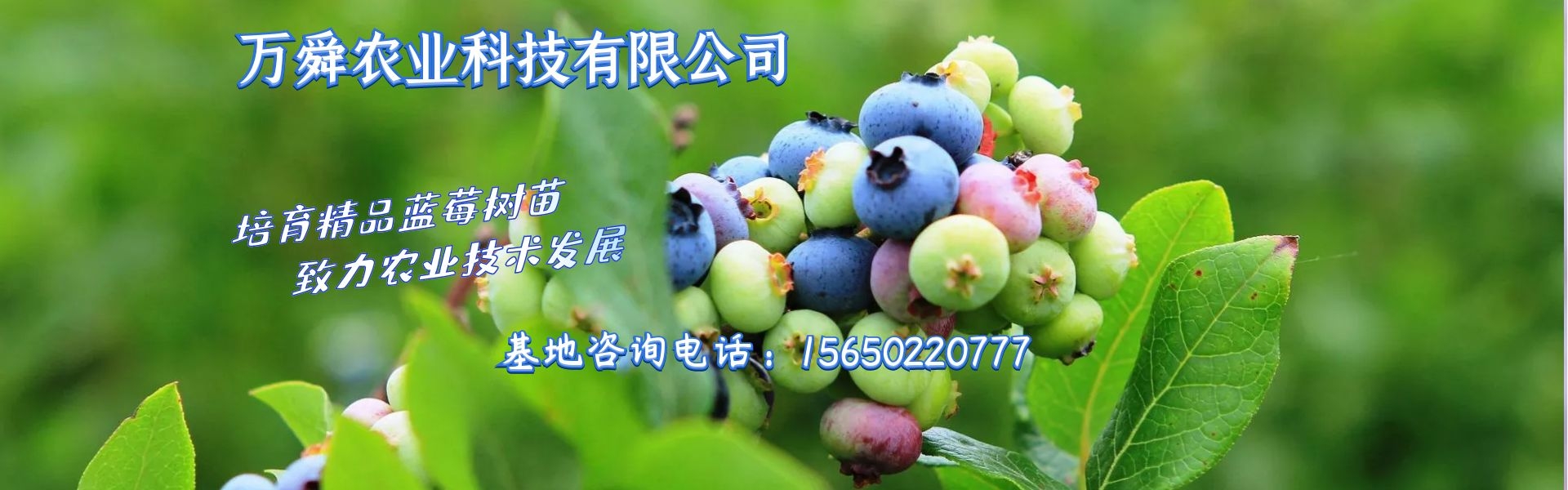 易優(yōu)模板庫(kù)