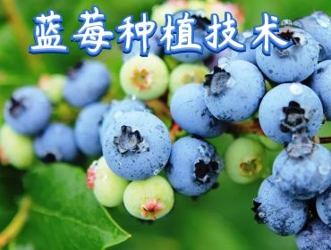 種植技術(shù)