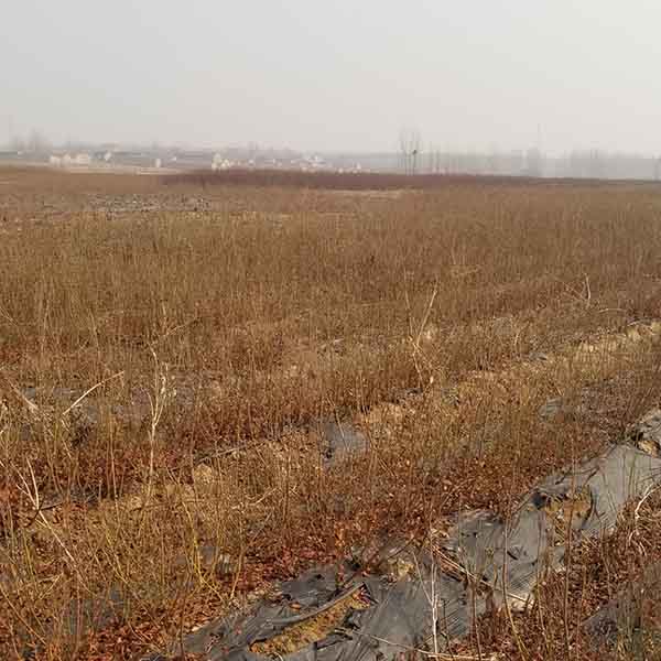 地載藍(lán)莓苗基地