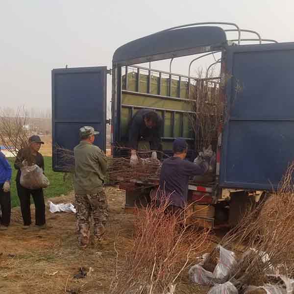 8年地載藍(lán)莓苗裝車發(fā)浙江