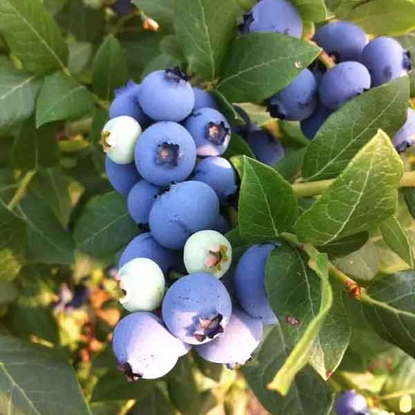 法新藍莓樹苗